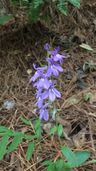 Lobelia puberula