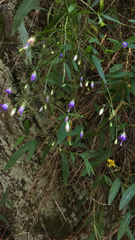 Campanula divaricata