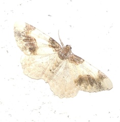Ligdia adustata
