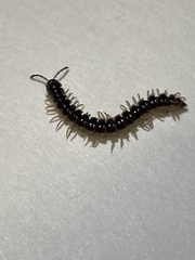Oxidus gracilis