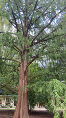 Taxodium mucronatum