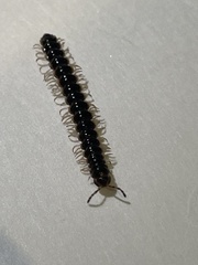 Oxidus gracilis