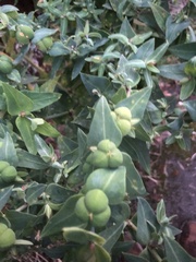 Euphorbia lathyris