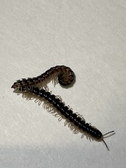 Oxidus gracilis