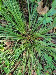 Carex pedunculata