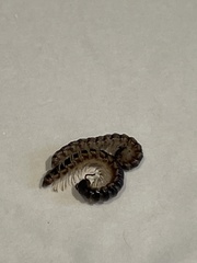 Oxidus gracilis