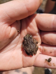 Anaxyrus americanus charlesmithi