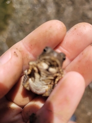 Anaxyrus americanus charlesmithi