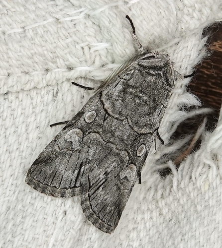 Fringe-tree Sallow photo 4