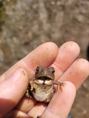 Anaxyrus americanus charlesmithi