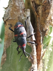 Cactophagus spinolae