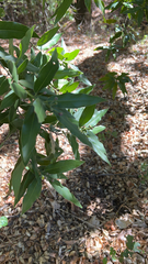 Umbellularia californica