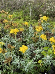 Eriophyllum staechadifolium