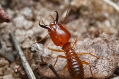 Syntermes molestus