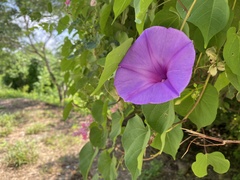 Ipomoea pedicellaris