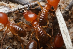 Syntermes molestus