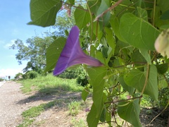 Ipomoea pedicellaris