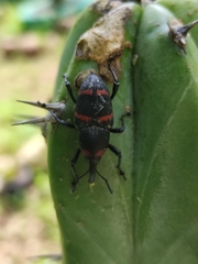 Cactophagus spinolae