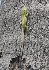 Anolis