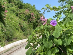 Ipomoea pedicellaris