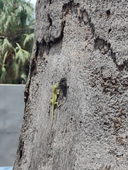 Anolis