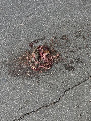 Terrapene carolina bauri