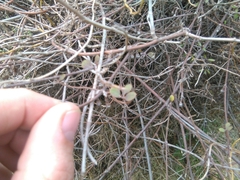 Clematis quadribracteolata