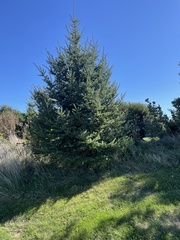 Pinaceae