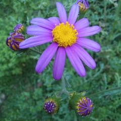 Senecio arenarius