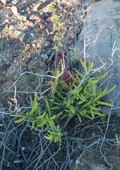 Crassula muscosa