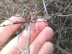 Clematis quadribracteolata