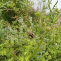 Senecio arenarius