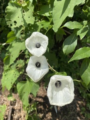 Ipomoea scopulorum