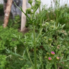 Senecio arenarius