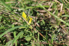 Chamaecytisus ratisbonensis