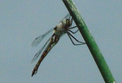 Epitheca petechialis