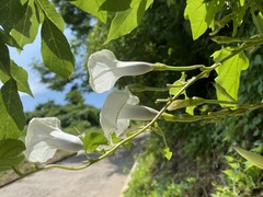 Ipomoea scopulorum
