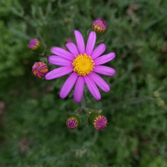 Senecio arenarius
