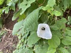 Ipomoea scopulorum