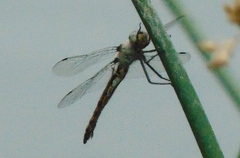 Epitheca petechialis