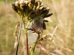 Cheiracanthium punctorium