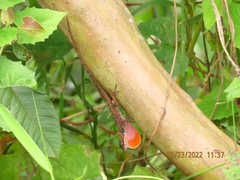 Anolis mariarum
