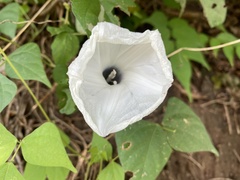 Ipomoea scopulorum