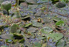 Limnobium laevigatum