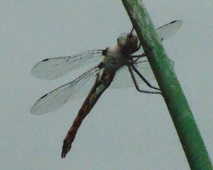 Epitheca petechialis