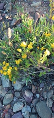 Oedera genistifolia