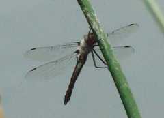 Epitheca petechialis