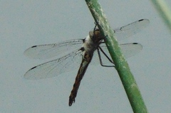 Epitheca petechialis