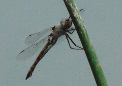 Epitheca petechialis