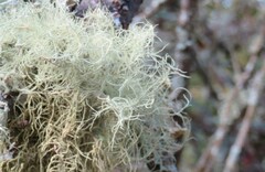 Usnea subfloridana